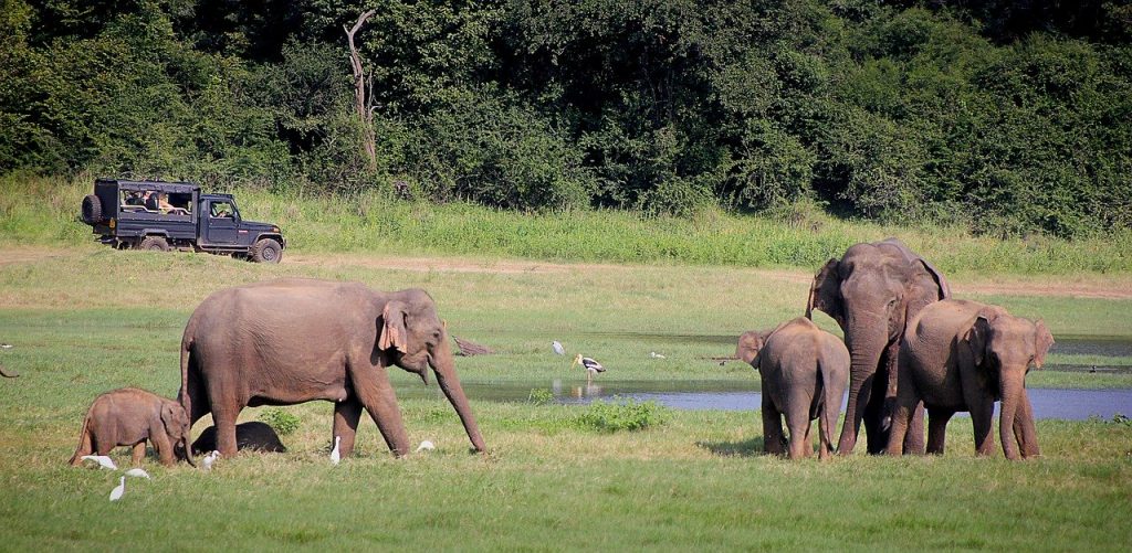 Safari på Sri Lanka med barn