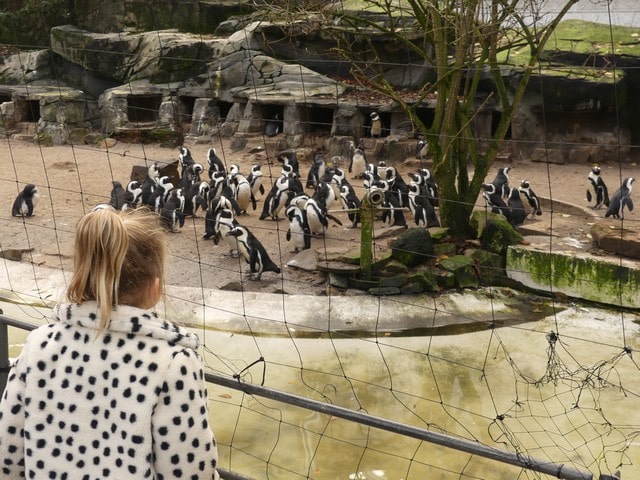 Anmeldelse af Artis Zoo