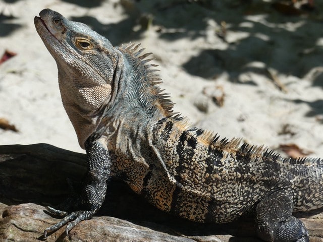 Generell informasjon om Manuel Antonio Park