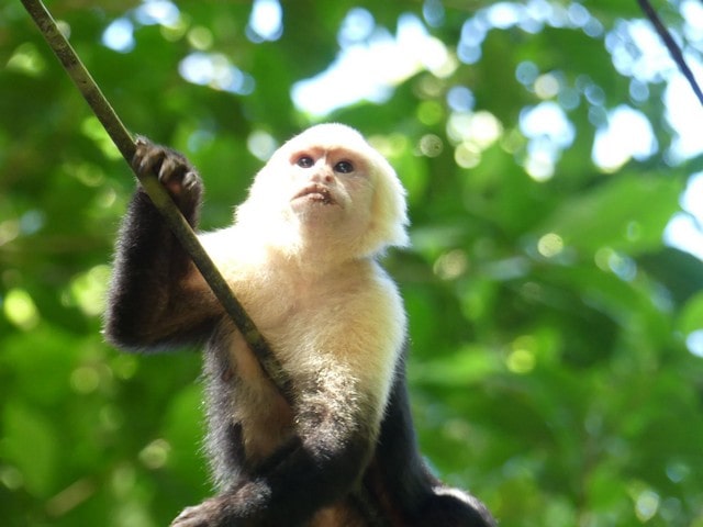 Dyr Manuel Antonio Park
