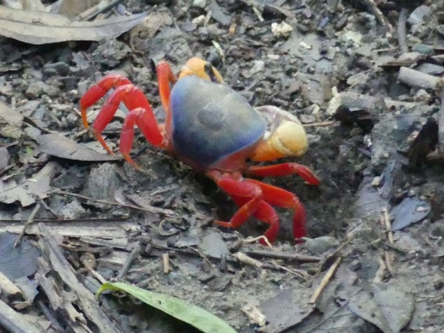 Generell informasjon om Manuel Antonio Park