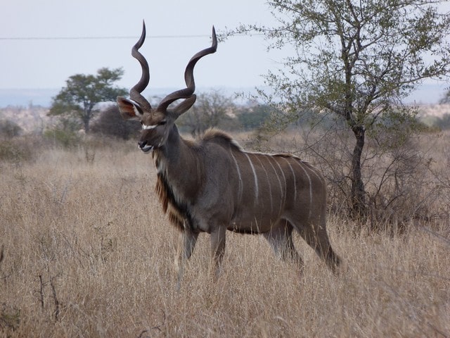 Barnevennlige tips Krugerparken