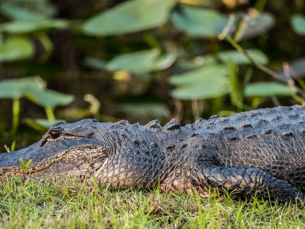 Everglades met kinderen