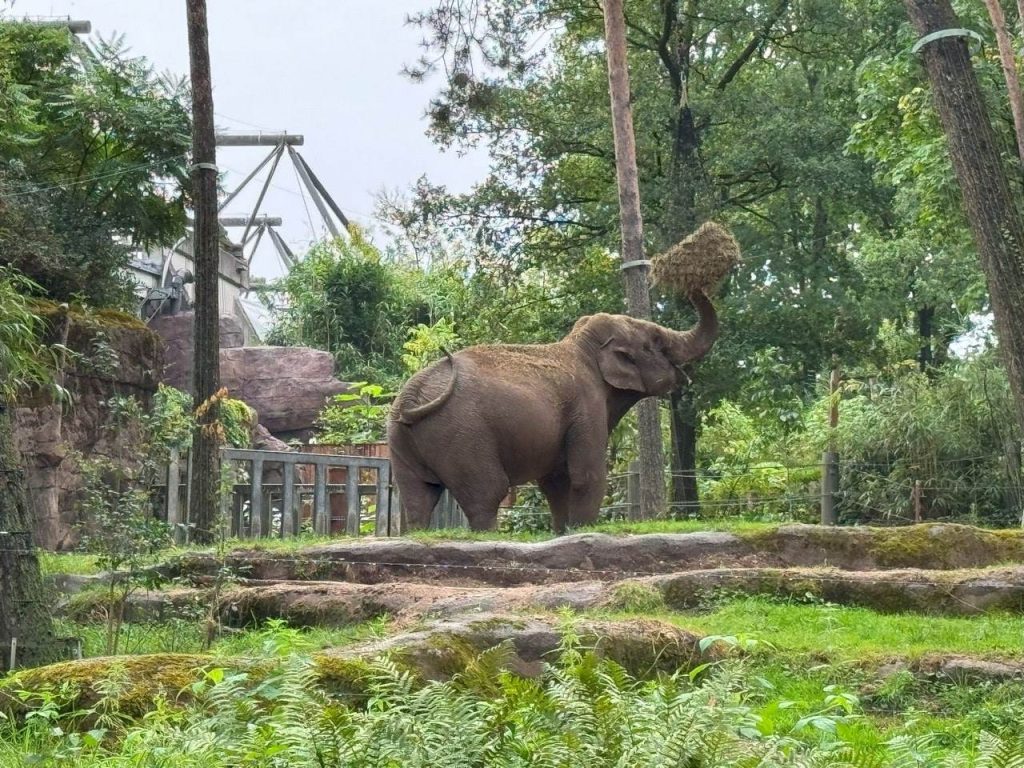 Royal Burgers’ Zoo med barn