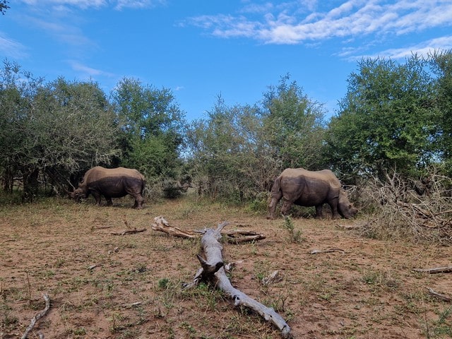 Le parc national de Hlane Royal avec des enfants