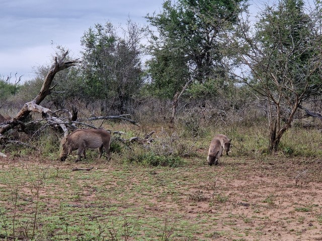 Le Swaziland, pays ami des enfants